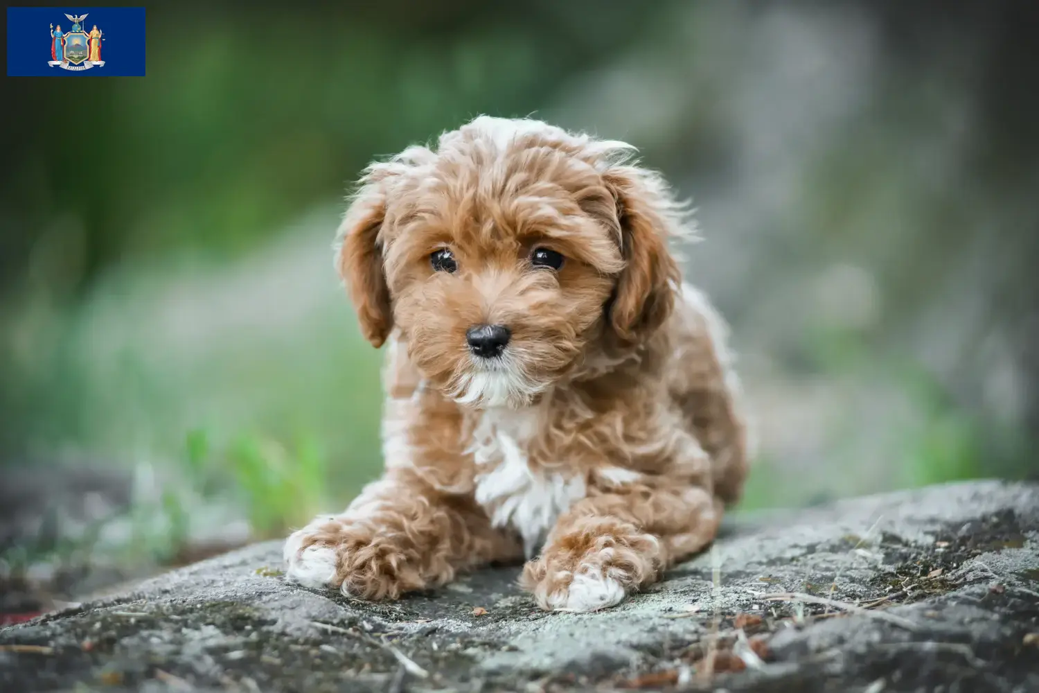 Maltipoo puppies and breeders New York Find Maltipoo breeders in New York here.