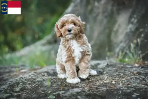Read more about the article Maltipoo breeders and puppies in North Carolina