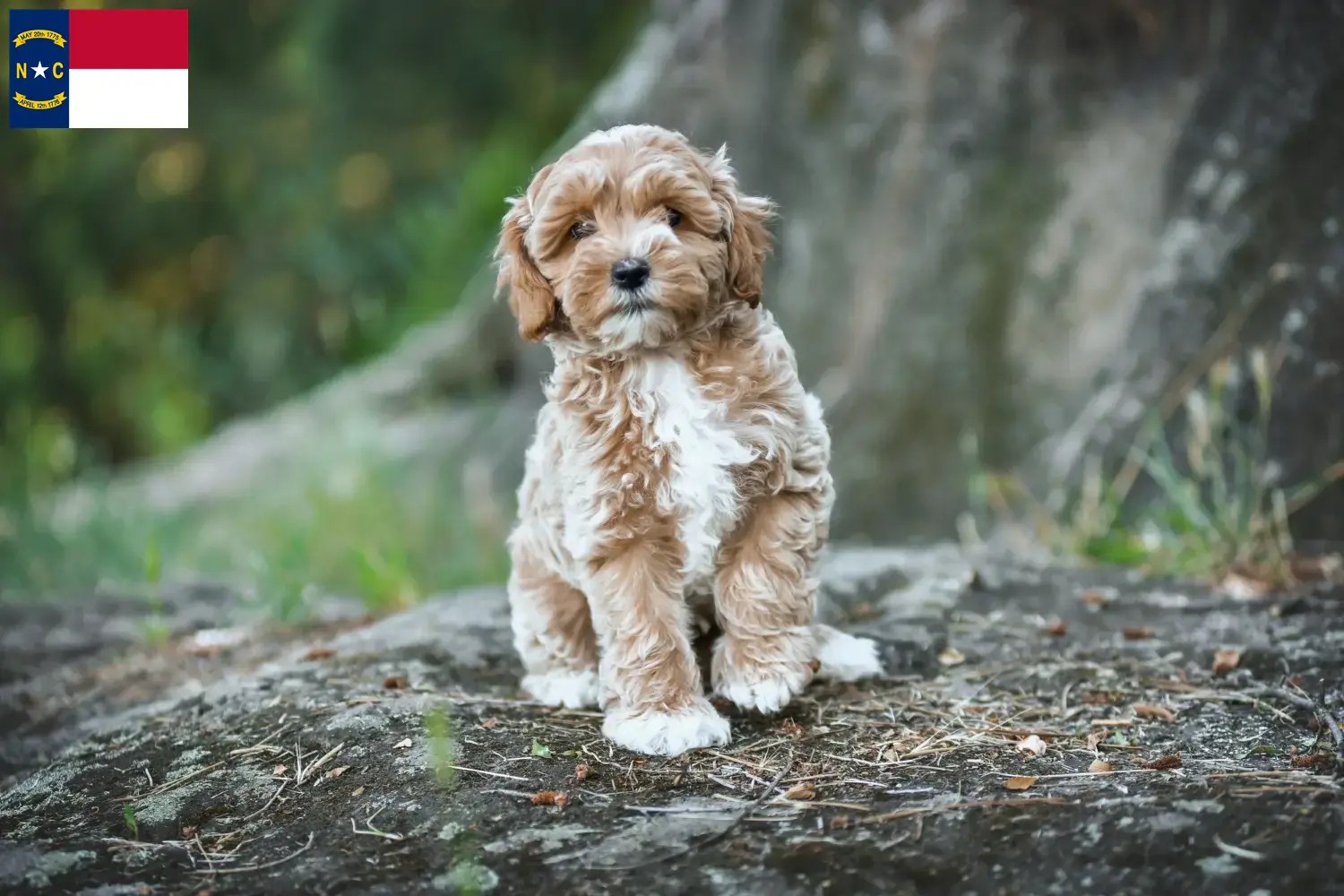 Maltipoo puppies and breeders North Carolina Find Maltipoo breeders in North Carolina here.