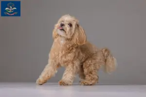 Read more about the article Maltipoo breeders and puppies in North Dakota