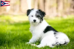 Read more about the article Maltipoo breeders and puppies in Ohio