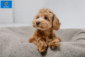 Read more about the article Maltipoo breeders and puppies in Oklahoma