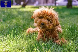 Read more about the article Maltipoo breeders and puppies in Oregon