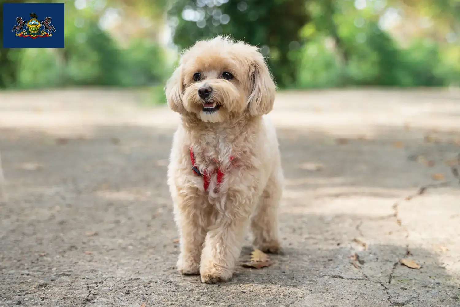 Maltipoo puppies and breeders Pennsylvania Find Maltipoo breeders in Pennsylvania here.