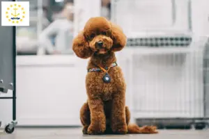 Read more about the article Maltipoo breeders and puppies in Rhode Island