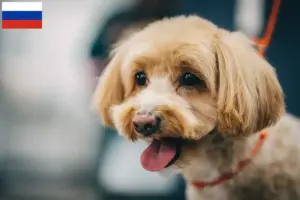 Read more about the article Maltipoo breeders and puppies in Russia