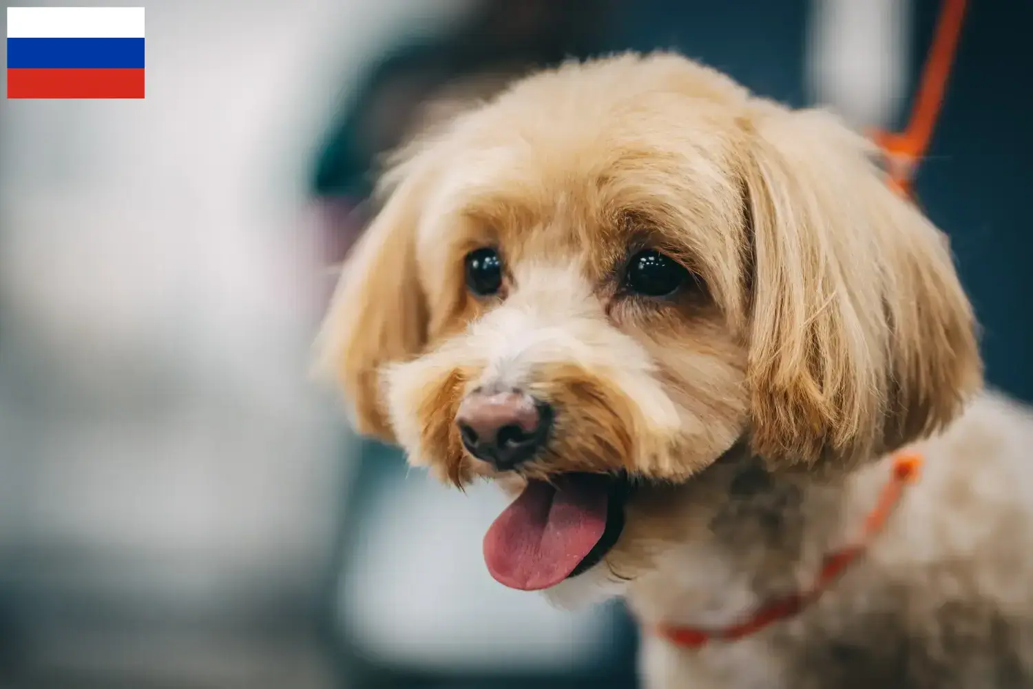 Maltipoo puppies and breeders Russia Here you can find Maltipoo breeders in Russia.