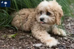 Read more about the article Maltipoo breeders and puppies in South Carolina