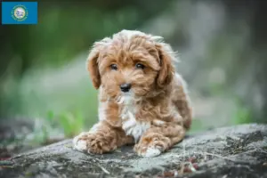 Read more about the article Maltipoo breeders and puppies in South Dakota