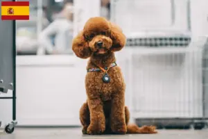 Read more about the article Maltipoo breeders and puppies in Spain
