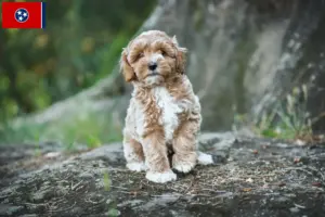 Read more about the article Maltipoo breeders and puppies in Tennessee