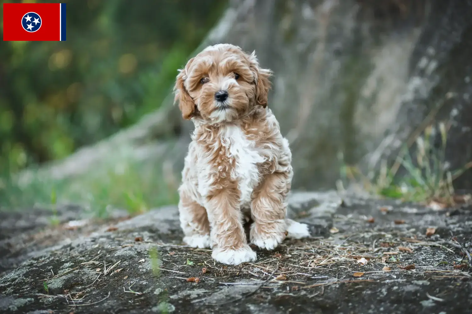 Maltipoo puppies and breeders Tennessee Here you can find Maltipoo breeders in Tennessee.