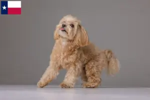 Read more about the article Maltipoo breeders and puppies in Texas