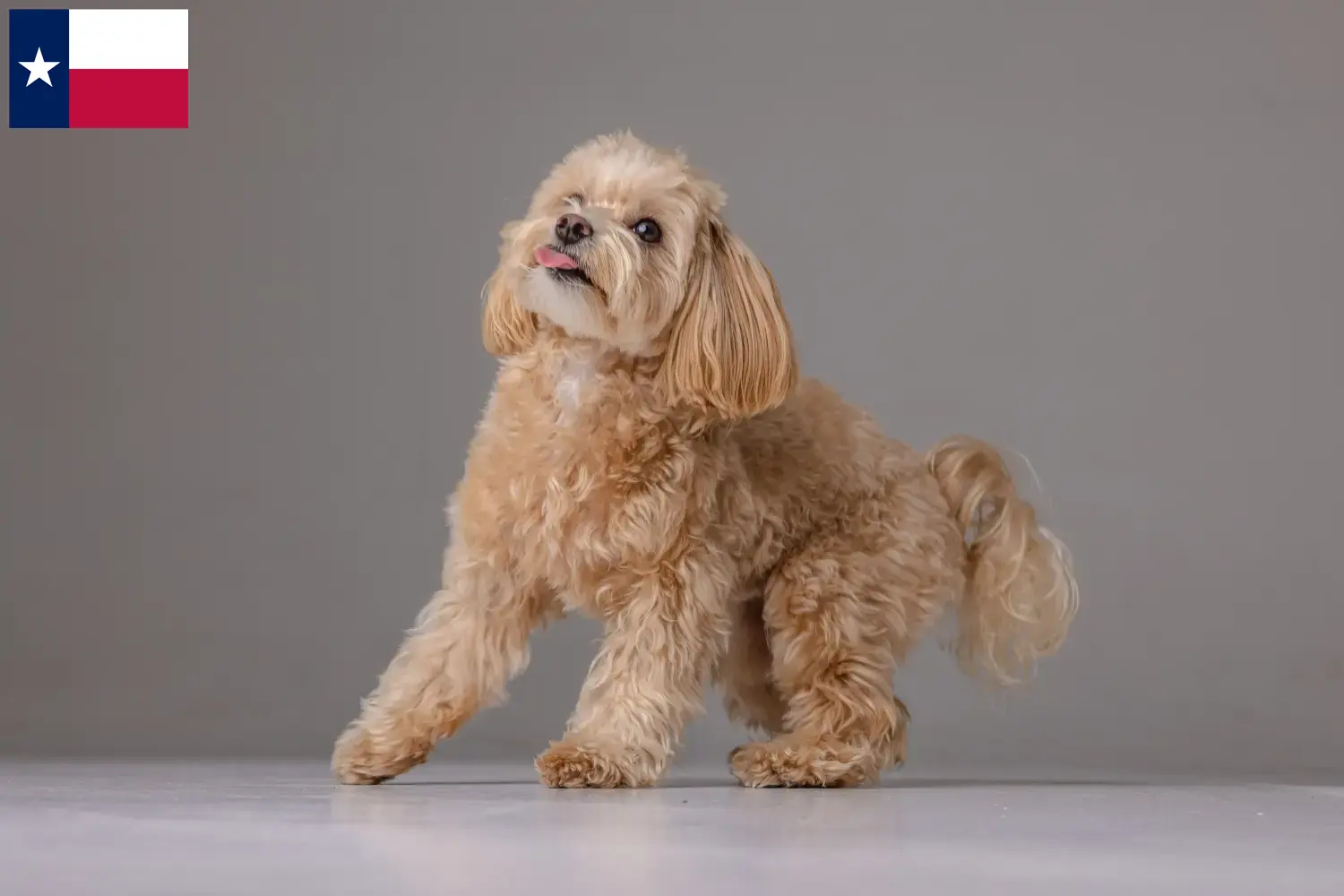 Maltipoo puppies and breeders Texas Here you can find Maltipoo breeders in Texas.