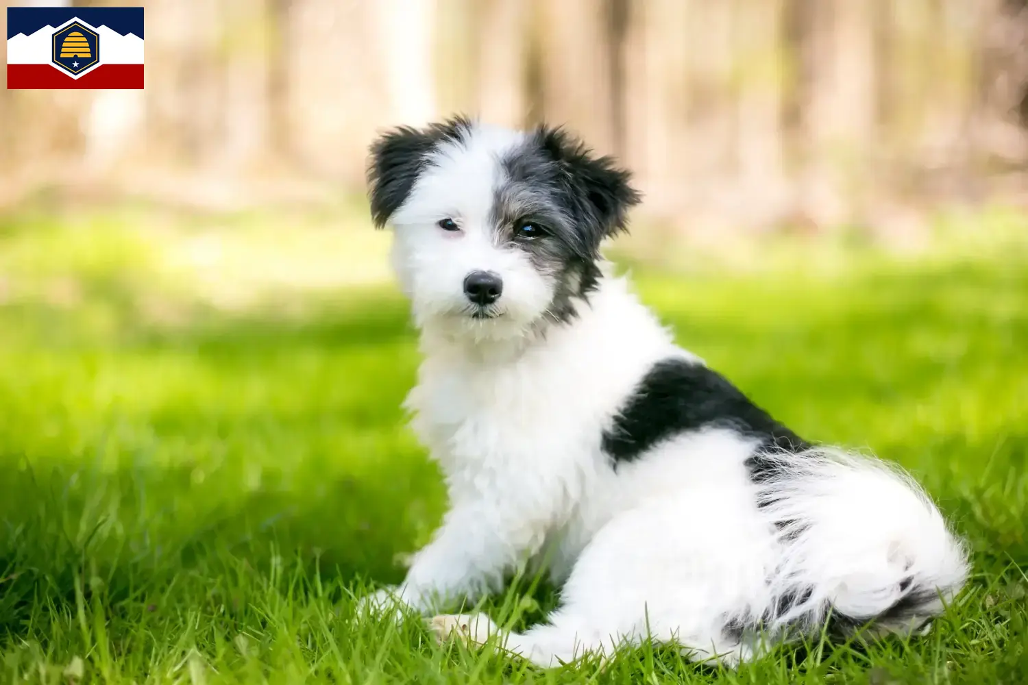 Maltipoo puppies and breeders Utah Here you can find Maltipoo breeders in Utah.