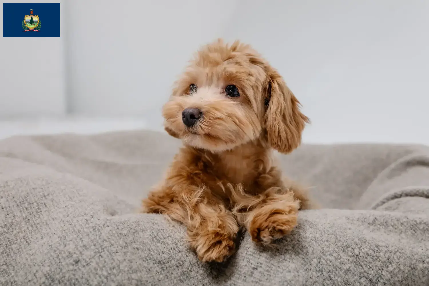 Maltipoo puppies and breeders Vermont Find Maltipoo breeders in Vermont here.