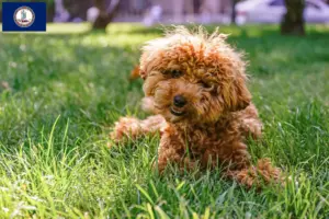 Read more about the article Maltipoo breeders and puppies in Virginia