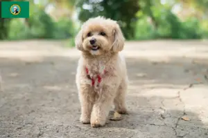 Read more about the article Maltipoo breeders and puppies in Washington