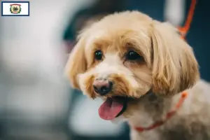 Read more about the article Maltipoo breeders and puppies in West Virginia