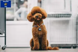 Read more about the article Maltipoo breeders and puppies in Wisconsin