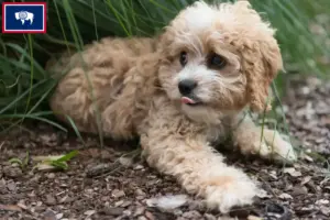 Read more about the article Maltipoo breeders and puppies in Wyoming