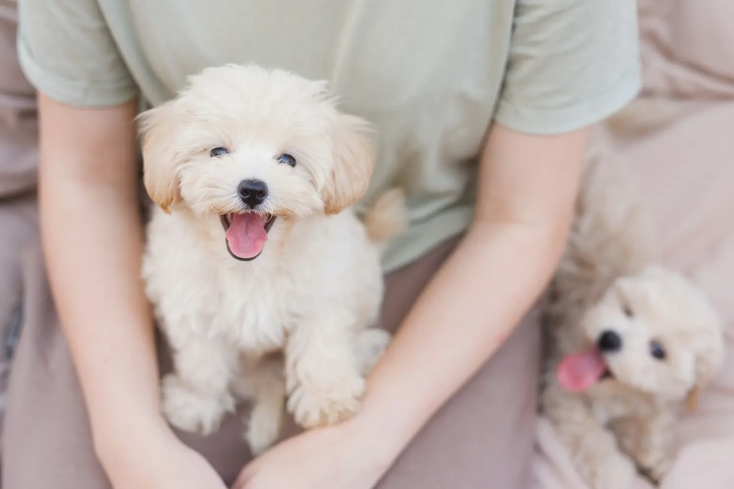 Buying a Maltipoo puppy means taking responsibility! Buy Maltipoo puppies.