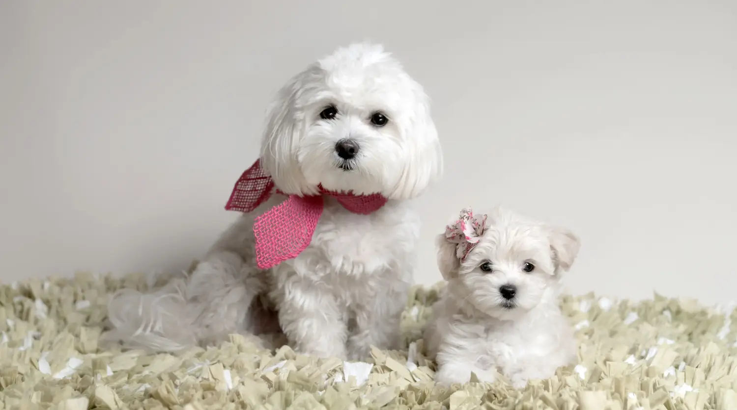 Buying a Maltipoo puppy means taking responsibility! Buy Maltipoo puppies.