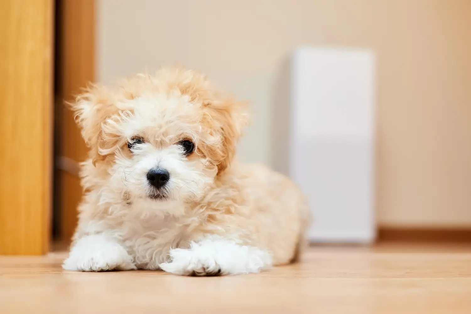 Buying a Maltipoo puppy means taking responsibility! Buy Maltipoo puppies.