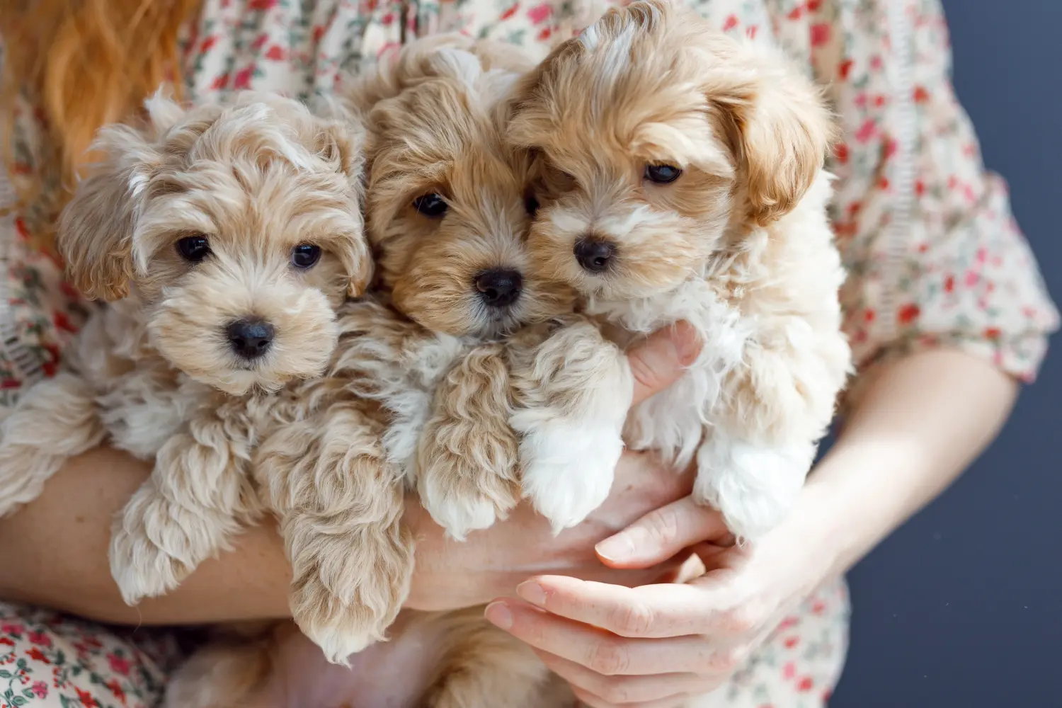 Buying a Maltipoo puppy means taking responsibility! Buy Maltipoo puppies.