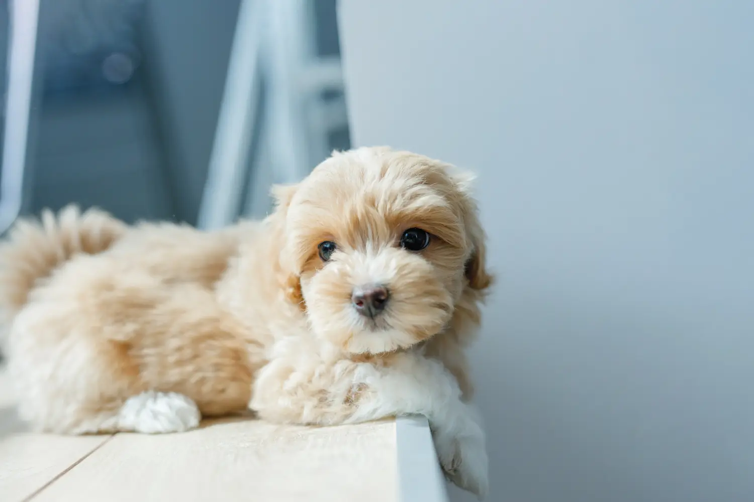 Buying a Maltipoo puppy means taking responsibility! Buy Maltipoo puppies.