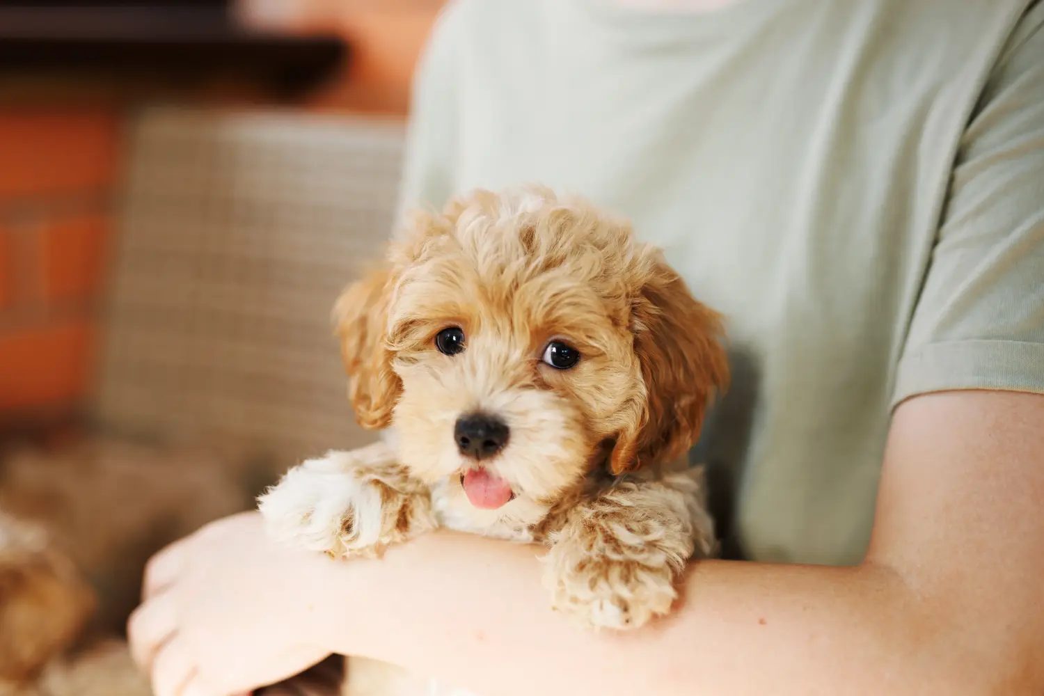 Buying a Maltipoo puppy means taking responsibility! Buy Maltipoo puppies.
