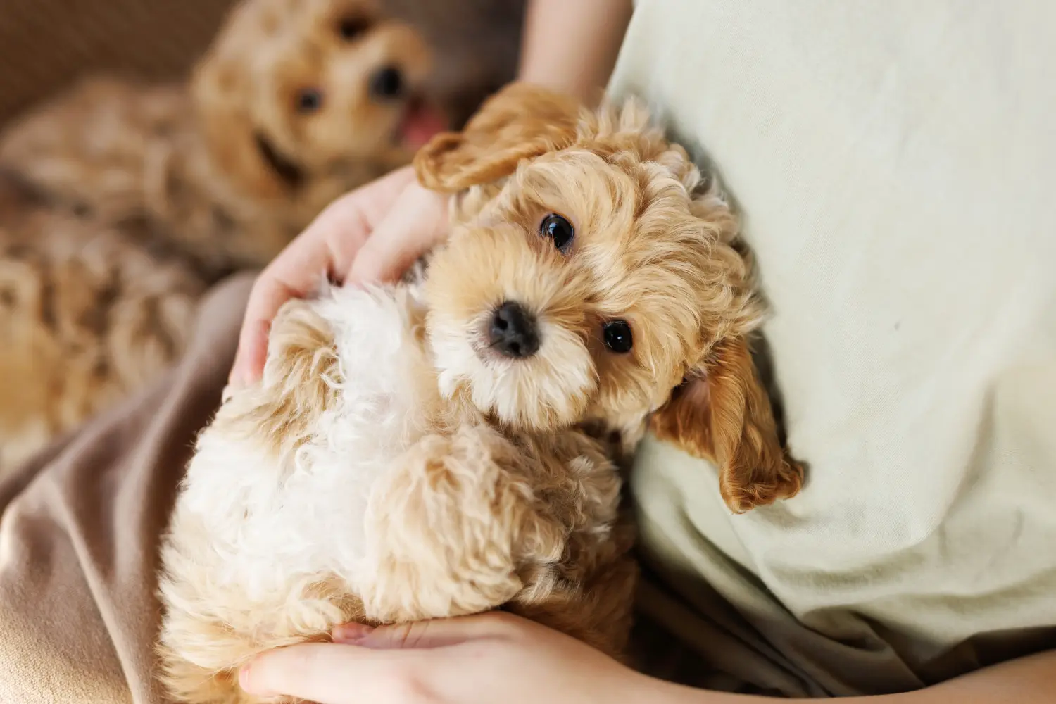Buying a Maltipoo puppy means taking responsibility! Buy Maltipoo puppies.