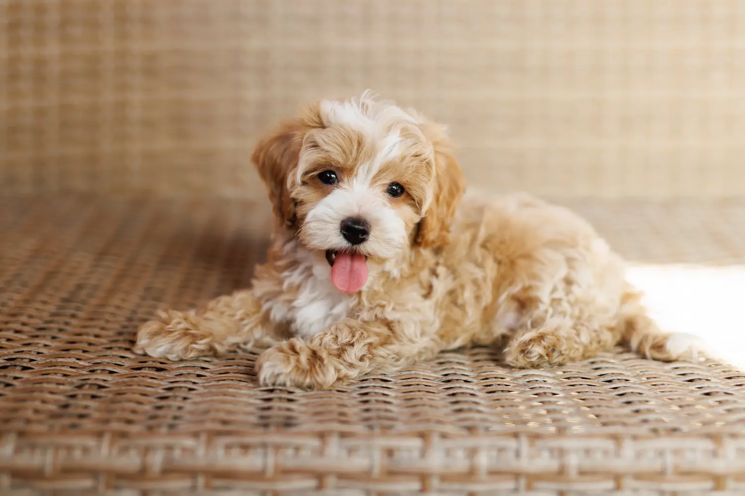 Buying a Maltipoo puppy means taking responsibility! Buy Maltipoo puppies.