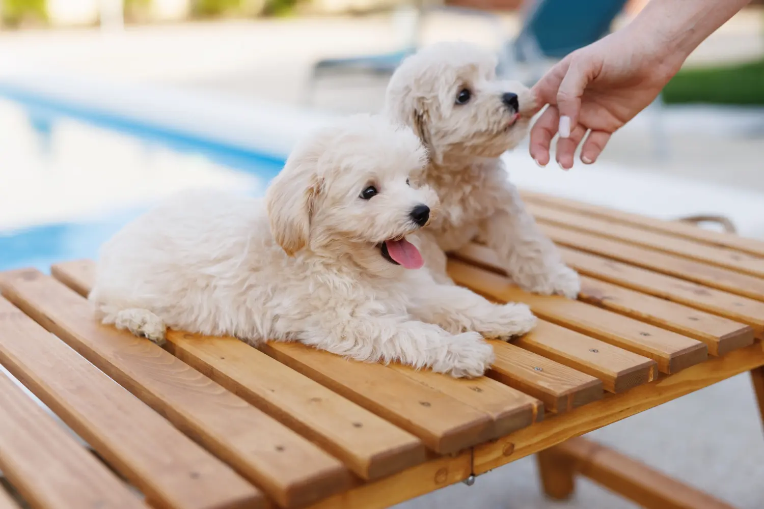 Buying a Maltipoo puppy means taking responsibility! Buy Maltipoo puppies.