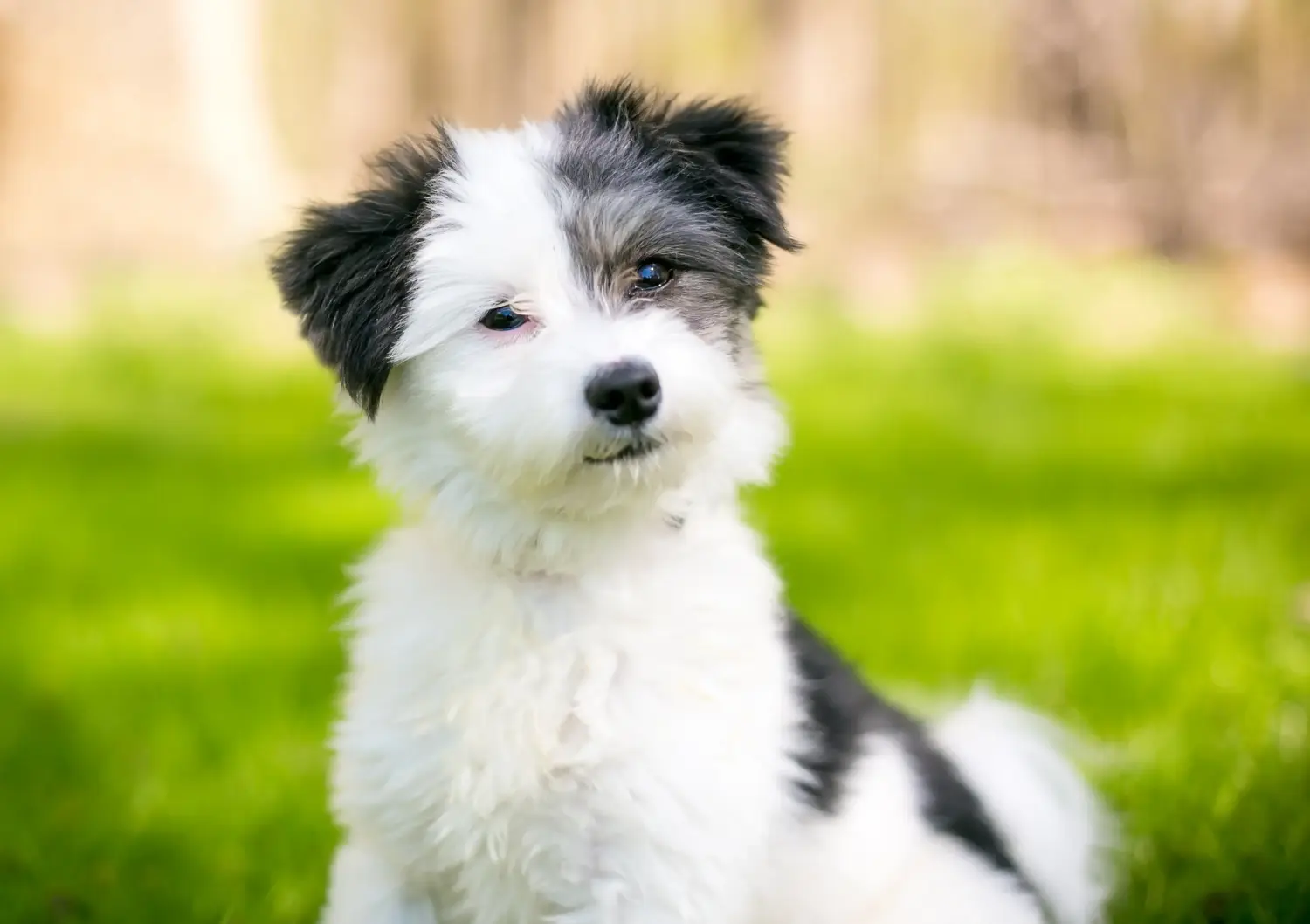 Buying a Maltipoo puppy means taking responsibility! Buy Maltipoo puppies.