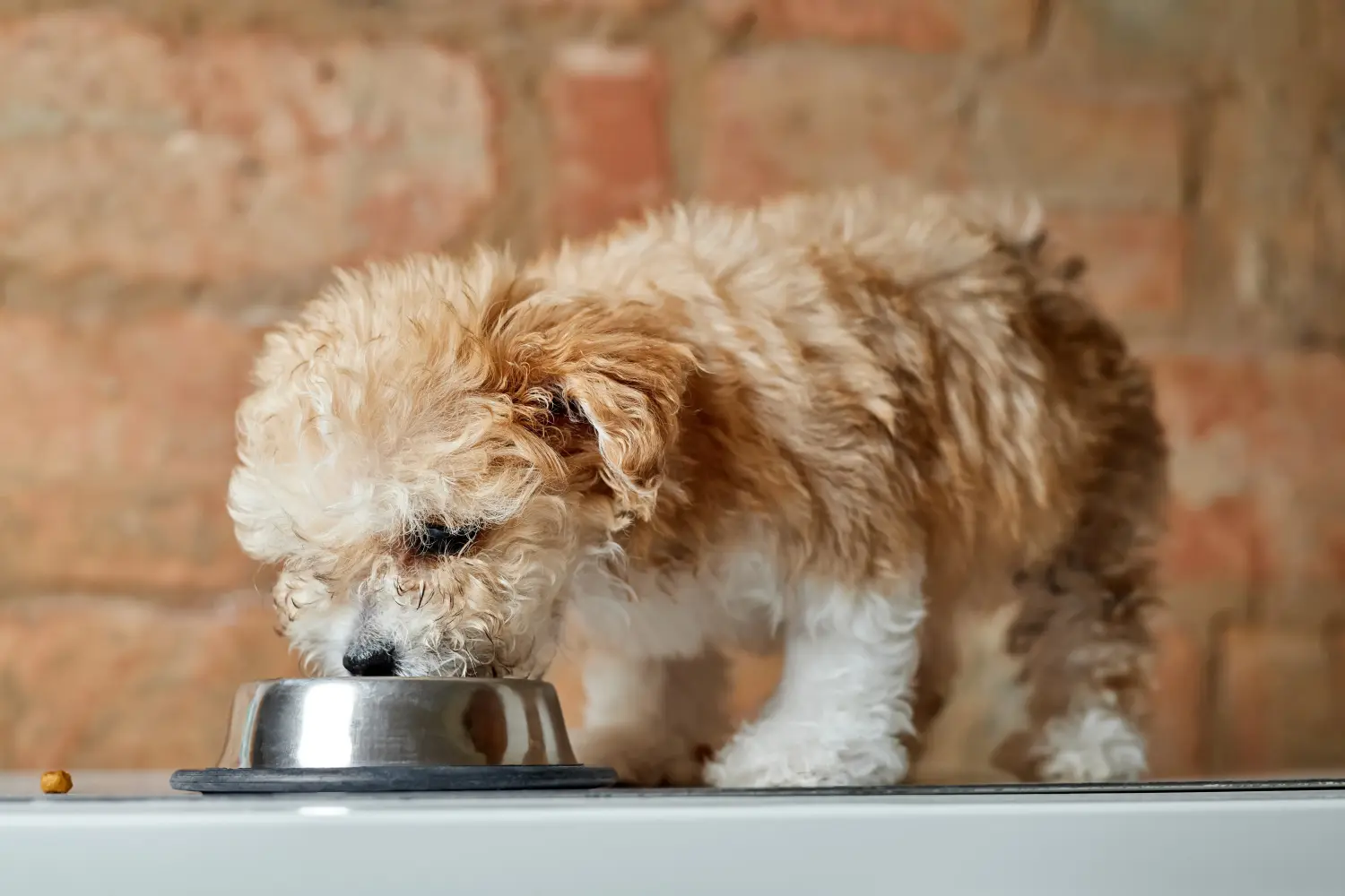 Buying a Maltipoo puppy means taking responsibility! Buy Maltipoo puppies.