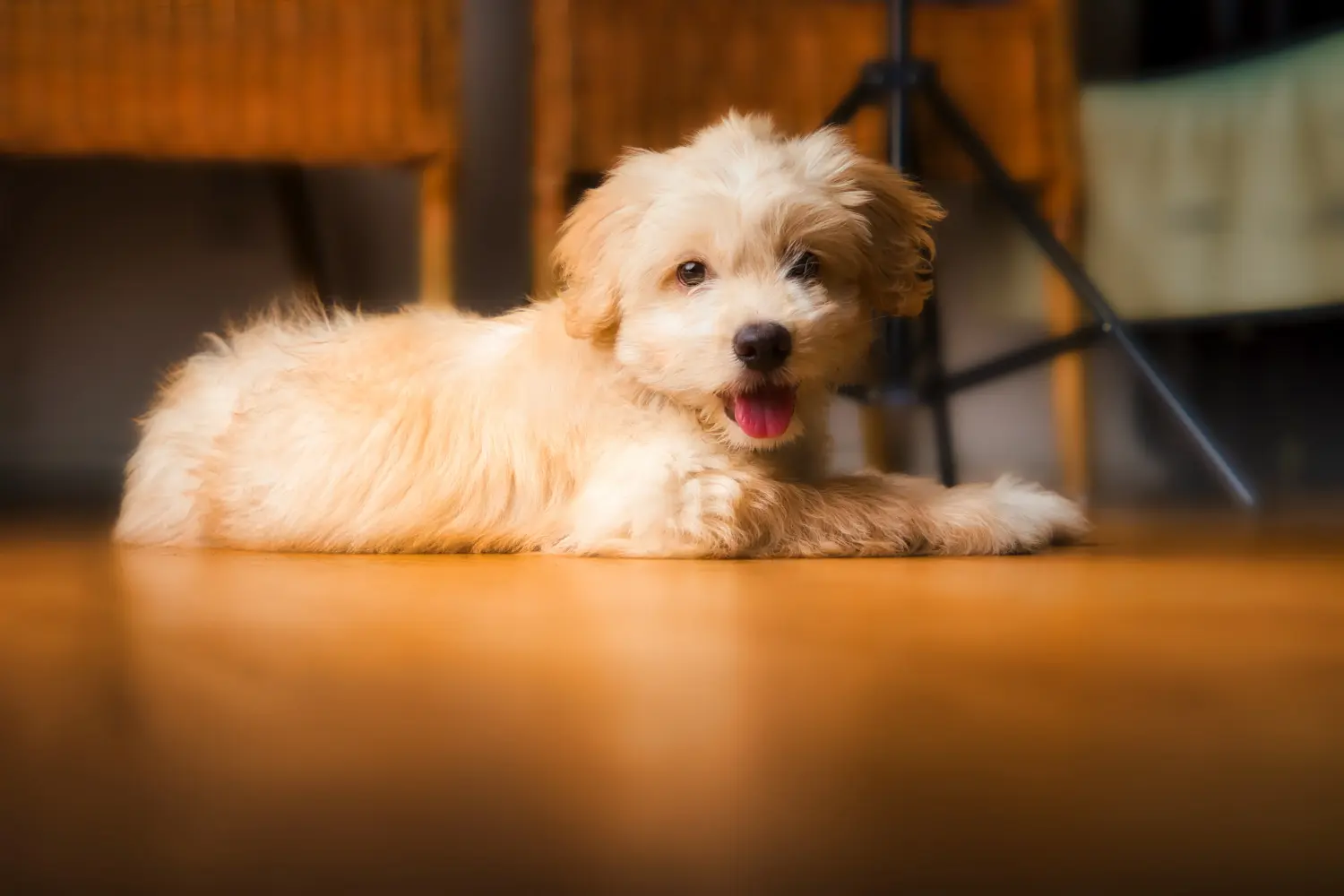 Buying a Maltipoo puppy means taking responsibility! Buy Maltipoo puppies.