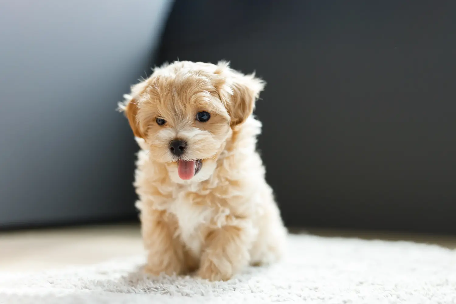 Buying a Maltipoo puppy means taking responsibility! Buy Maltipoo puppies.