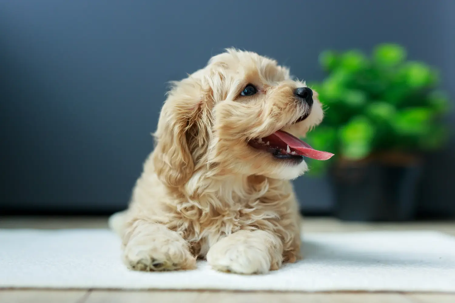 Buying a Maltipoo puppy means taking responsibility! Buy Maltipoo puppies.