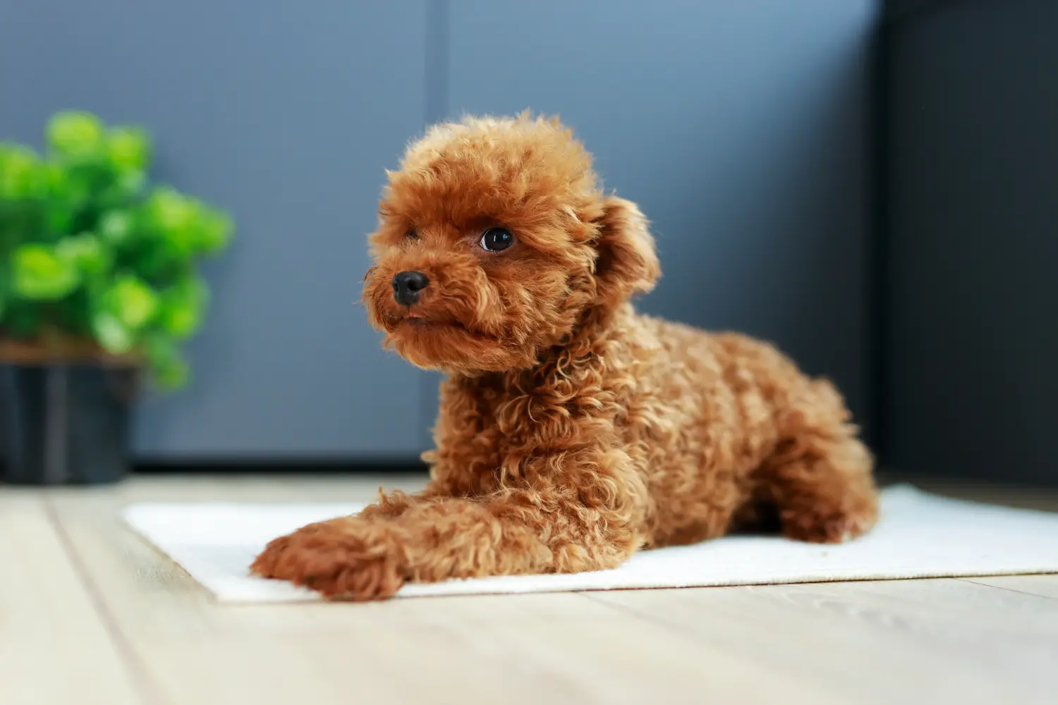 Buying a Maltipoo puppy means taking responsibility! Buy Maltipoo puppies.
