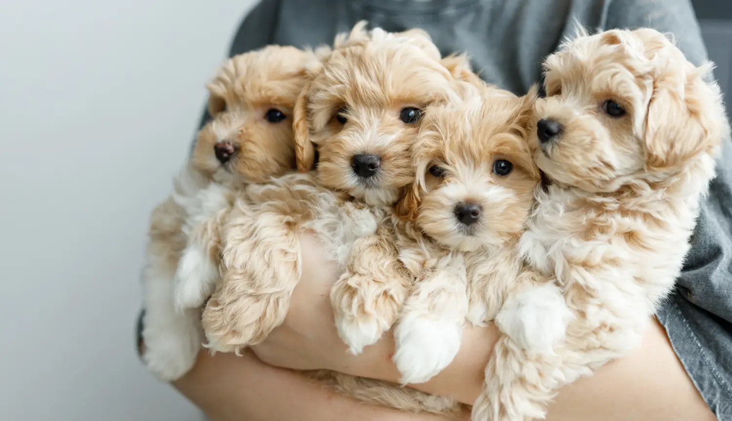 Buying a Maltipoo puppy means taking responsibility! Buy Maltipoo puppies.