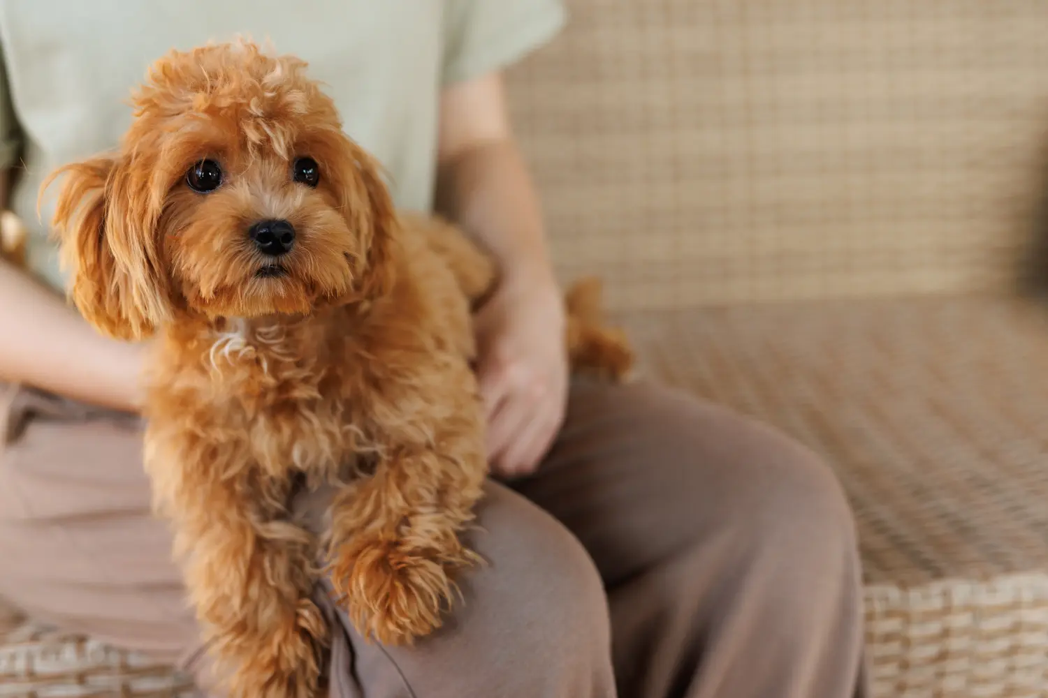 Buying a Maltipoo puppy means taking responsibility! Buy Maltipoo puppies.