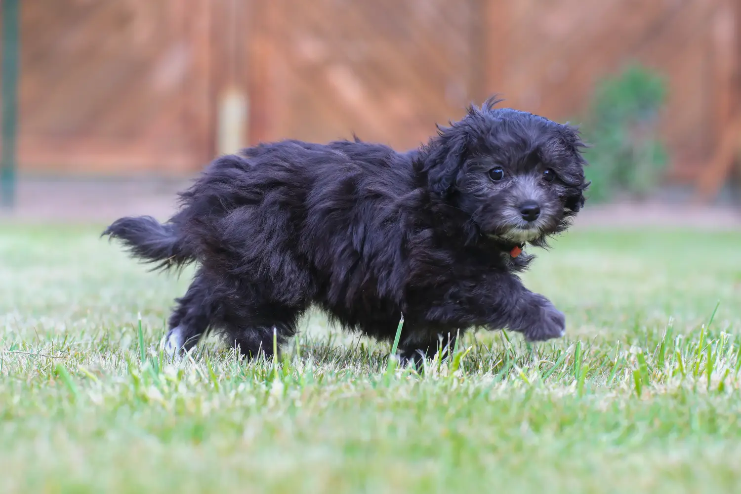 Buying a Maltipoo puppy means taking responsibility! Buy Maltipoo puppies.