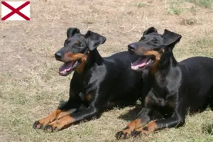 Read more about the article Manchester Terrier Breeders and Puppies in Alabama