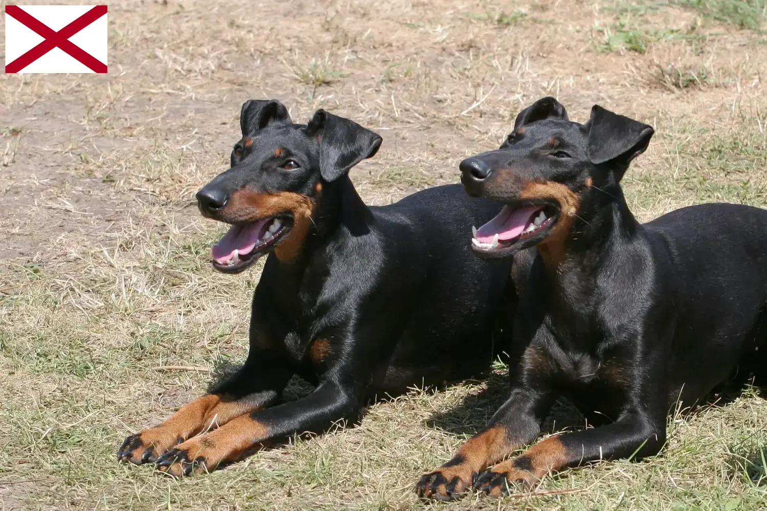 Manchester Terrier puppies and breeders Alabama Find Manchester Terrier breeders in Alabama here.