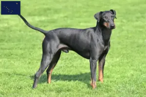 Read more about the article Manchester Terrier breeders and puppies in Alaska