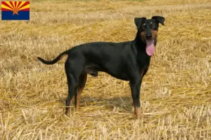 Read more about the article Manchester terrier breeders and puppies in Arizona