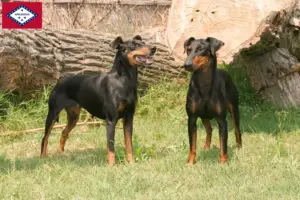 Read more about the article Manchester Terrier Breeders and Puppies in Arkansas