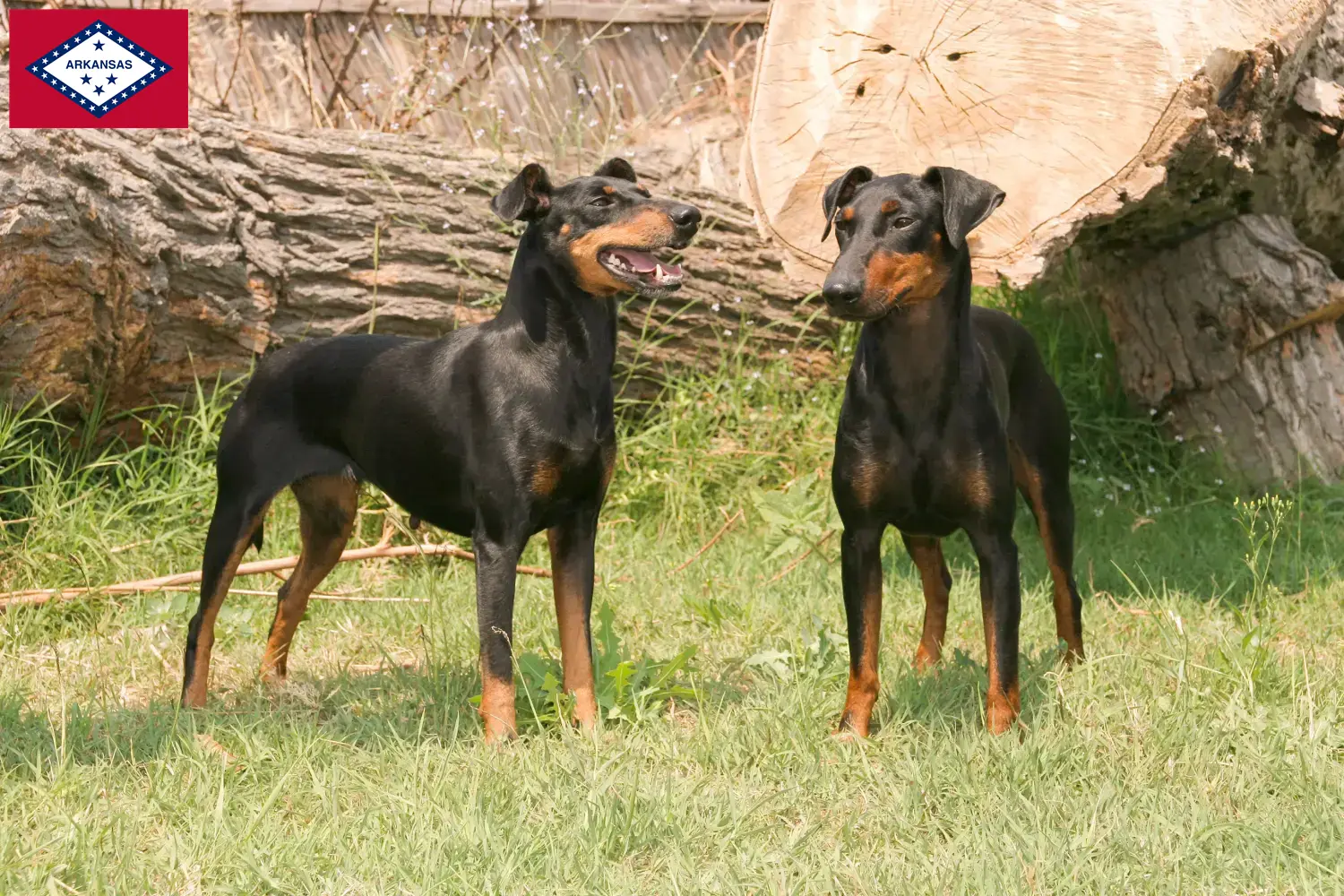 Manchester Terrier puppies and breeders Arkansas Find Manchester Terrier breeders in Arkansas here.