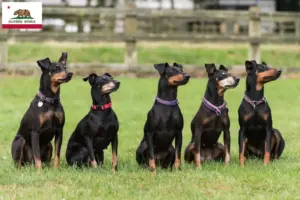 Read more about the article Manchester Terrier breeders and puppies in California